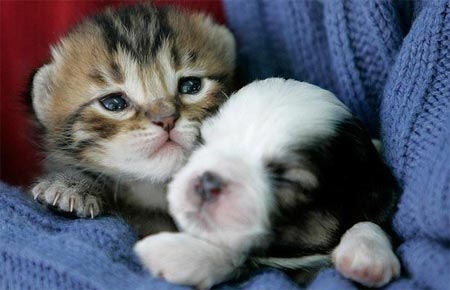 Picture 15 of Strange friendship of animals