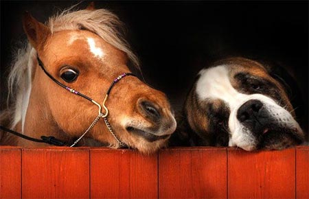 Picture 16 of Strange friendship of animals