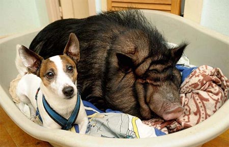 Picture 17 of Strange friendship of animals