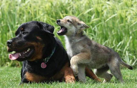 Picture 18 of Strange friendship of animals