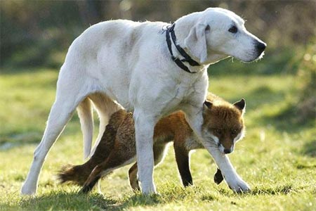 Picture 19 of Strange friendship of animals