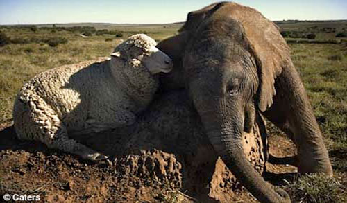 Strange friendship of animals images 2