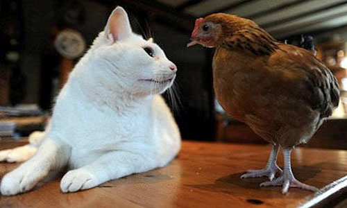 Strange friendship of animals images 3