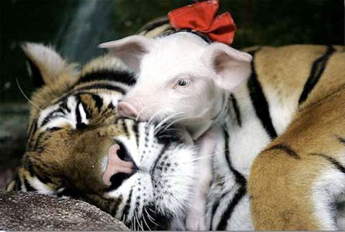 Strange friendship of animals images 4