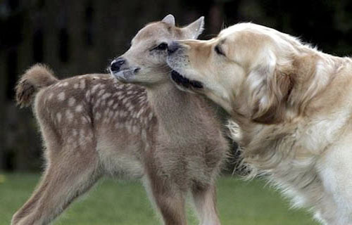 Strange friendship of animals images 5