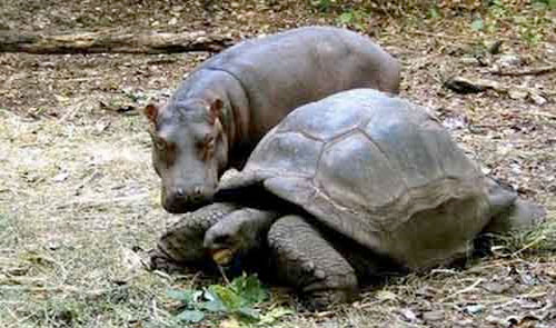 Strange friendship of animals images 6