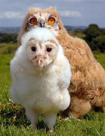 Picture 8 of Strange friendship of animals