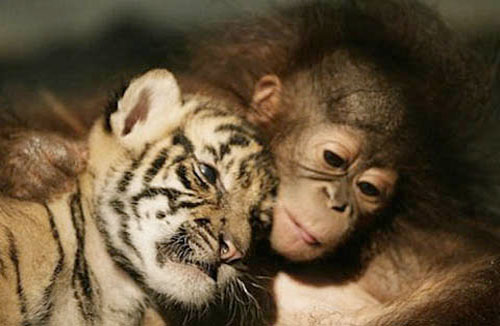 Strange friendship of animals images 8