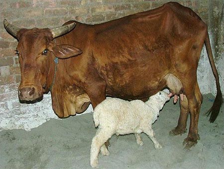 Picture 9 of Strange friendship of animals