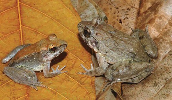 Picture 2 of Strange frogs in the world