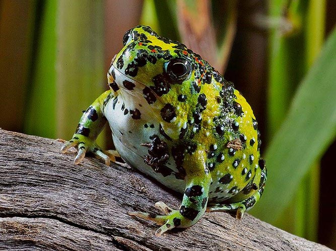 Picture 10 of Strange frogs turn themselves into magnets ... suck bait