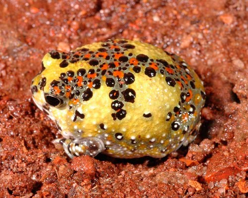 Picture 2 of Strange frogs turn themselves into magnets ... suck bait