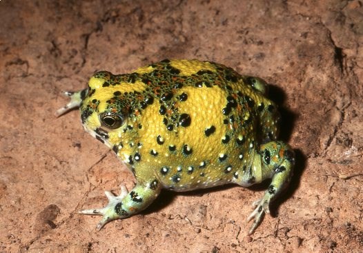 Picture 4 of Strange frogs turn themselves into magnets ... suck bait