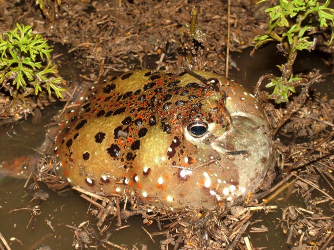 Picture 5 of Strange frogs turn themselves into magnets ... suck bait