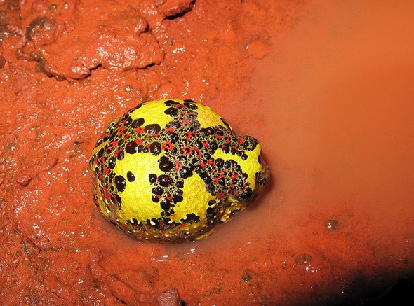 Picture 6 of Strange frogs turn themselves into magnets ... suck bait