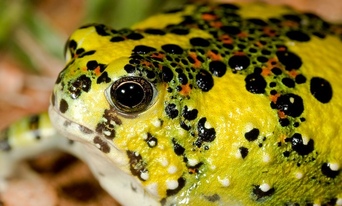 Picture 7 of Strange frogs turn themselves into magnets ... suck bait