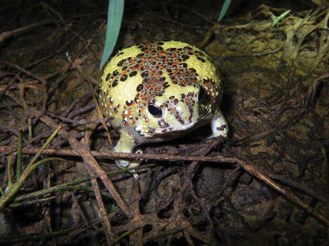 Picture 8 of Strange frogs turn themselves into magnets ... suck bait