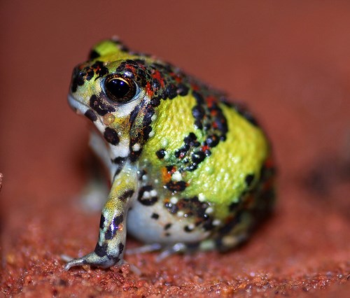 Picture 9 of Strange frogs turn themselves into magnets ... suck bait