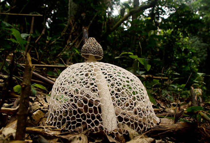 Picture 1 of Strange fungus 'cover face' like beauty, the most rare and precious in Vietnam