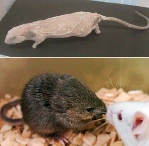 Picture 3 of Strange gene experiments