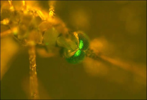 Picture 4 of Strange gene experiments