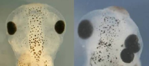 Picture 5 of Strange gene experiments