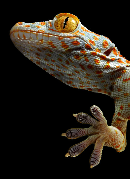 Picture 4 of Strange hands of animals