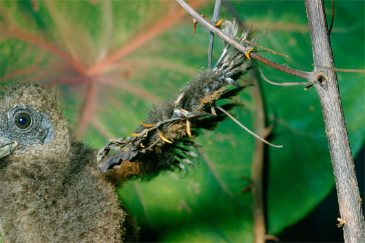 Picture 5 of Strange hands of animals