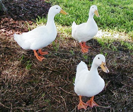 Picture 10 of Strange hybrid animals