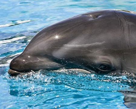 Picture 4 of Strange hybrid animals