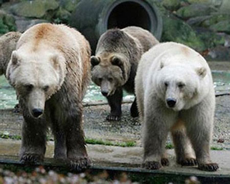 Picture 5 of Strange hybrid animals