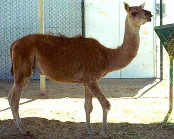 Picture 7 of Strange hybrid animals