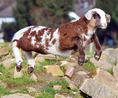 Picture 8 of Strange hybrid animals