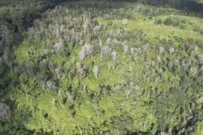 Picture 1 of Strange illness killed hundreds of thousands of trees in Hawaii