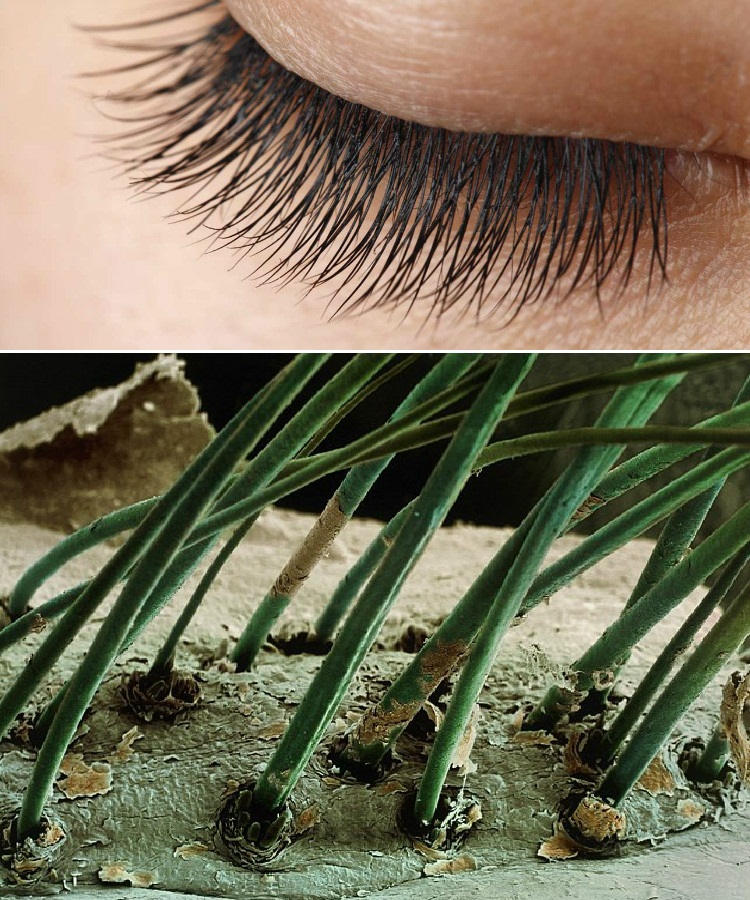 Picture 11 of Strange images of ordinary objects are viewed through a microscope