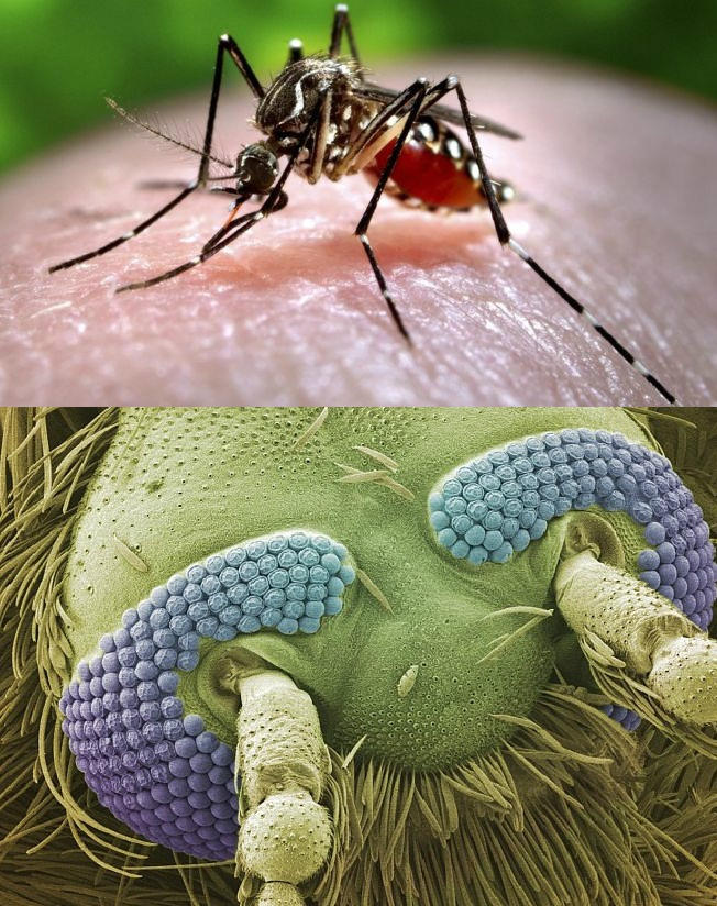 Picture 15 of Strange images of ordinary objects are viewed through a microscope