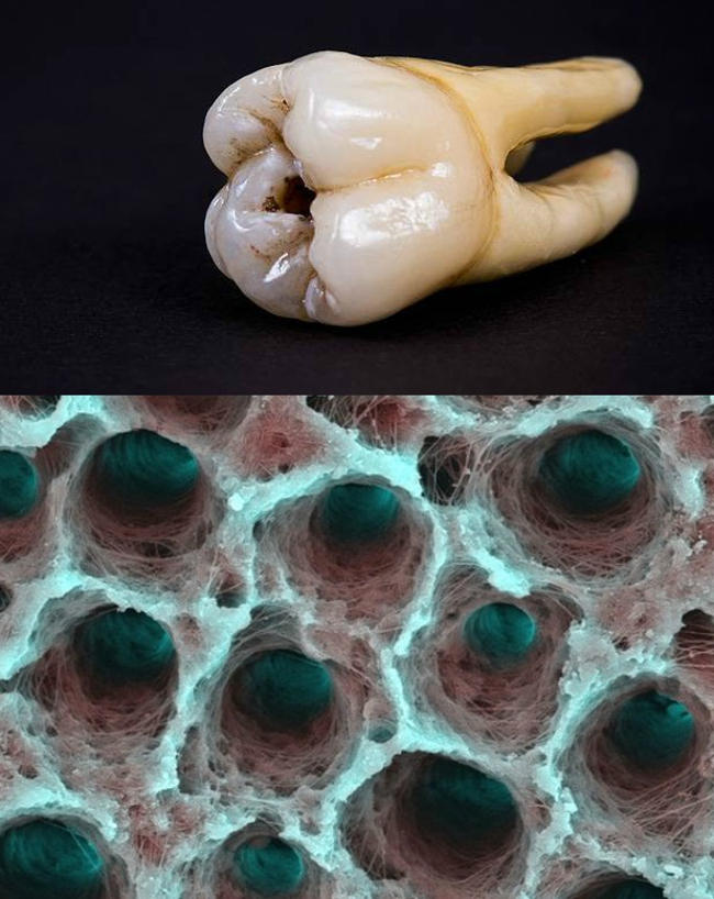 Picture 16 of Strange images of ordinary objects are viewed through a microscope