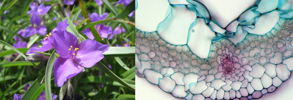 Picture 18 of Strange images of ordinary objects are viewed through a microscope