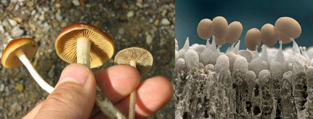 Picture 9 of Strange images of ordinary objects are viewed through a microscope