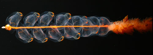 Picture 8 of Strange jellyfish in the Arctic Sea