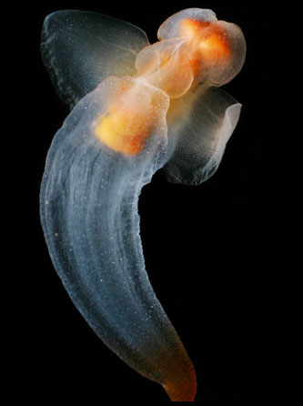Picture 9 of Strange jellyfish in the Arctic Sea
