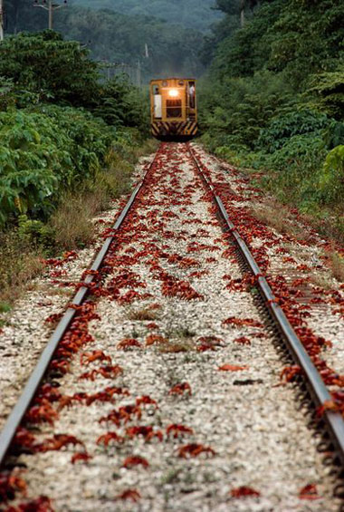 Picture 8 of Strange journey of red crab