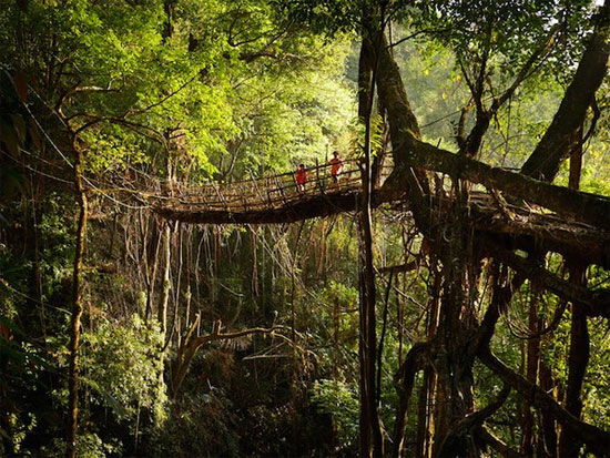 Picture 1 of Strange life in the 'wettest place in the world'