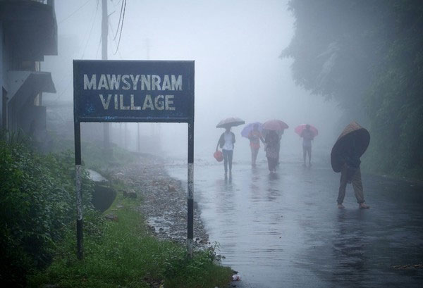 Picture 3 of Strange life in the 'wettest place in the world'