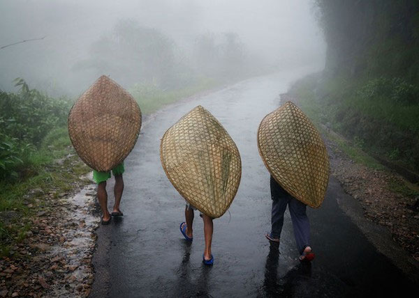 Picture 5 of Strange life in the 'wettest place in the world'