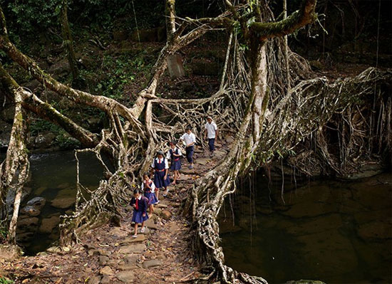 Picture 7 of Strange life in the 'wettest place in the world'