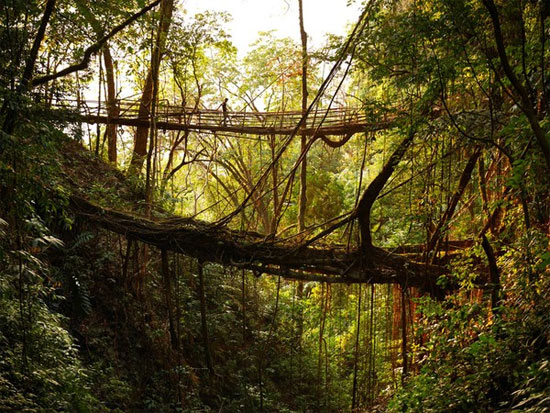 Picture 8 of Strange life in the 'wettest place in the world'