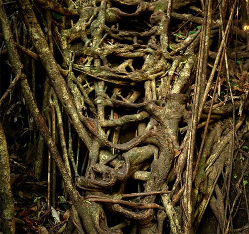 Picture 9 of Strange life in the 'wettest place in the world'