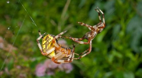 Picture 1 of Strange lifestyles of spiders