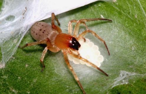 Picture 2 of Strange lifestyles of spiders